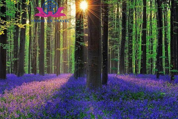 GHÉ THĂM HALLERBOS, CON ĐƯỜNG MÙA XUÂN ĐẸP NHẤT NƯỚC BỈ