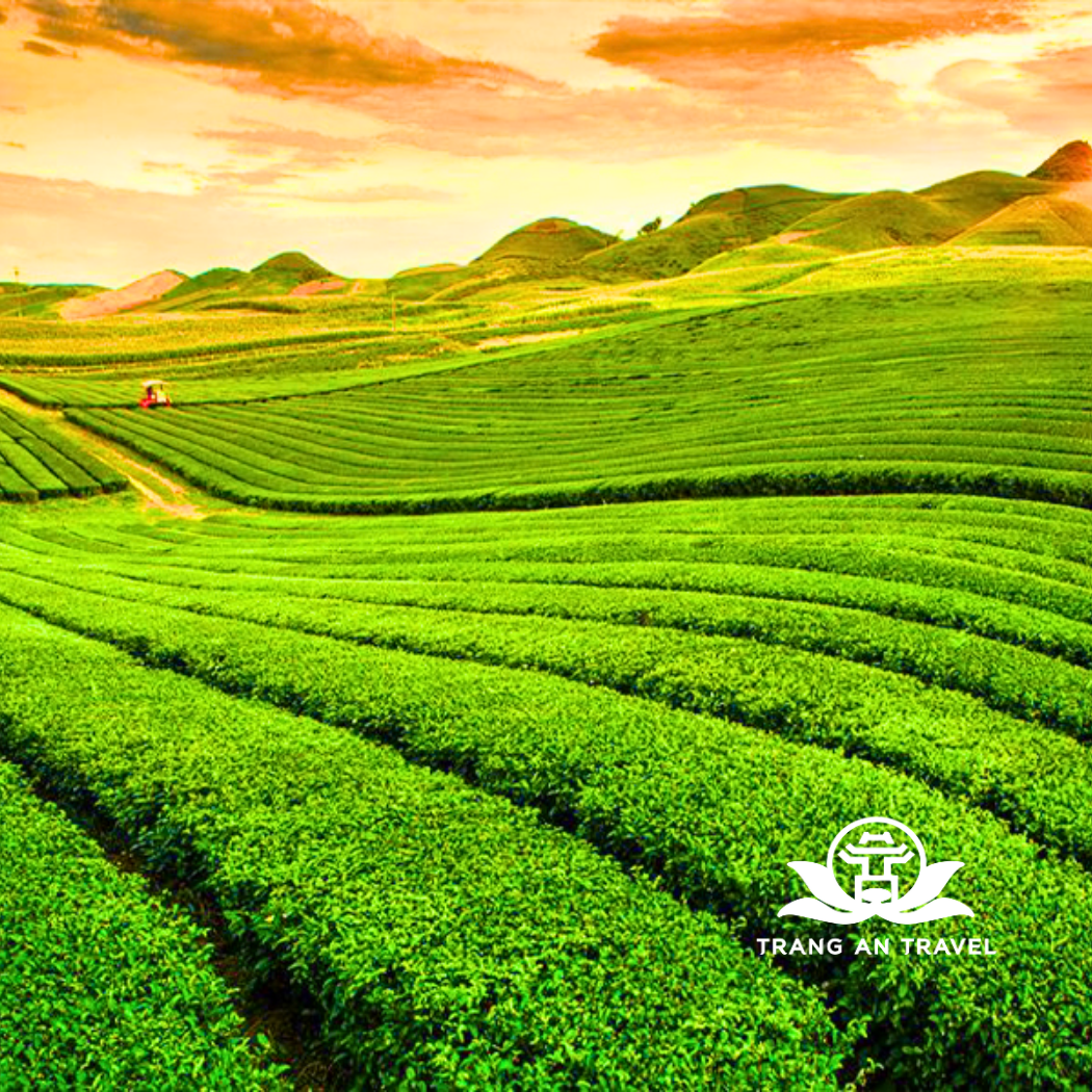 TOUR DU LỊCH MỘC CHÂU: HÀ NỘI – MỘC CHÂU – HÀ NỘI - 2 ngày 1 đêm