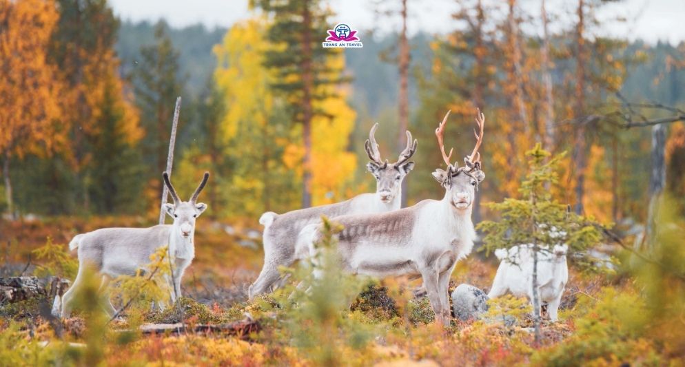 Kinh nghiệm du lịch Phần Lan tháng 10 – Trải nghiệm tour châu Âu độc đáo cùng Tràng An Travel
