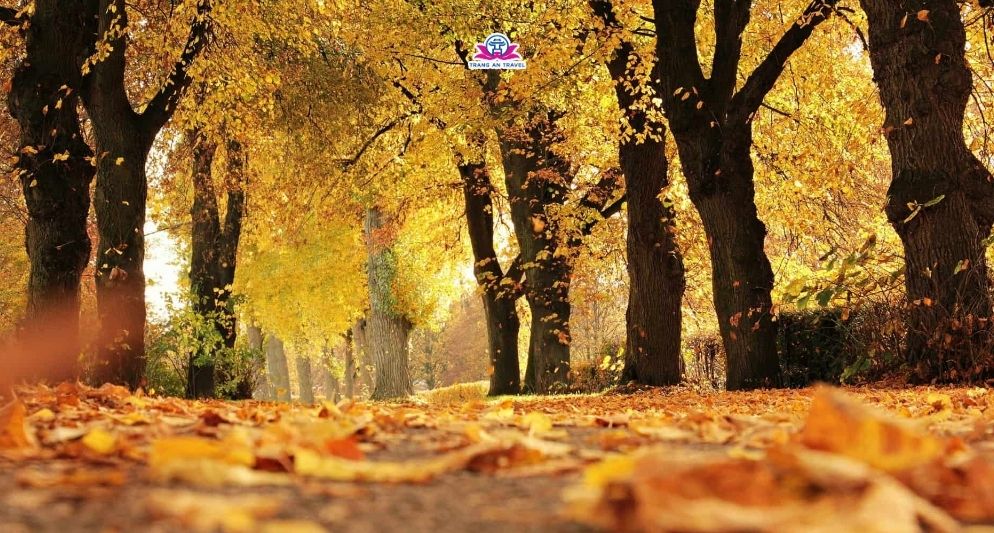 Kinh nghiệm du lịch Ireland tháng 10 – Trải nghiệm mùa thu châu Âu đầy quyến rũ