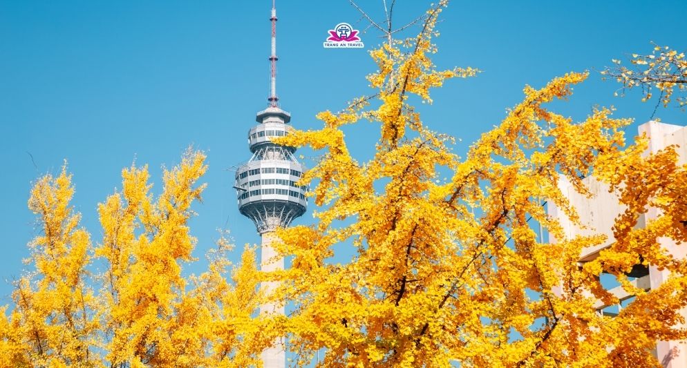 Nên đi Hàn Quốc tháng 10 hay tháng 11 để ngắm lá vàng lá đỏ đẹp nhất?