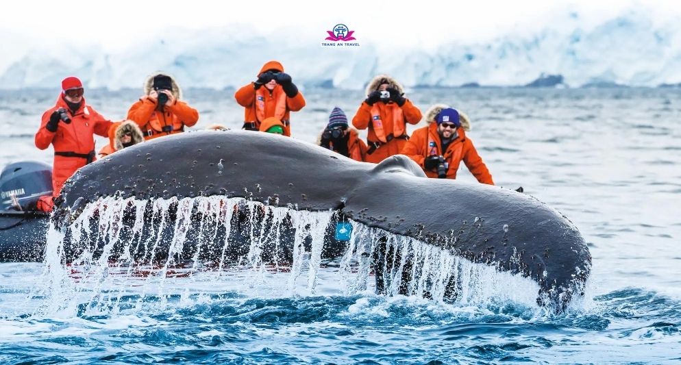 Kinh nghiệm du lịch Nam Cực – Hành trình chạm tới lục địa băng giá ấn tượng nhất