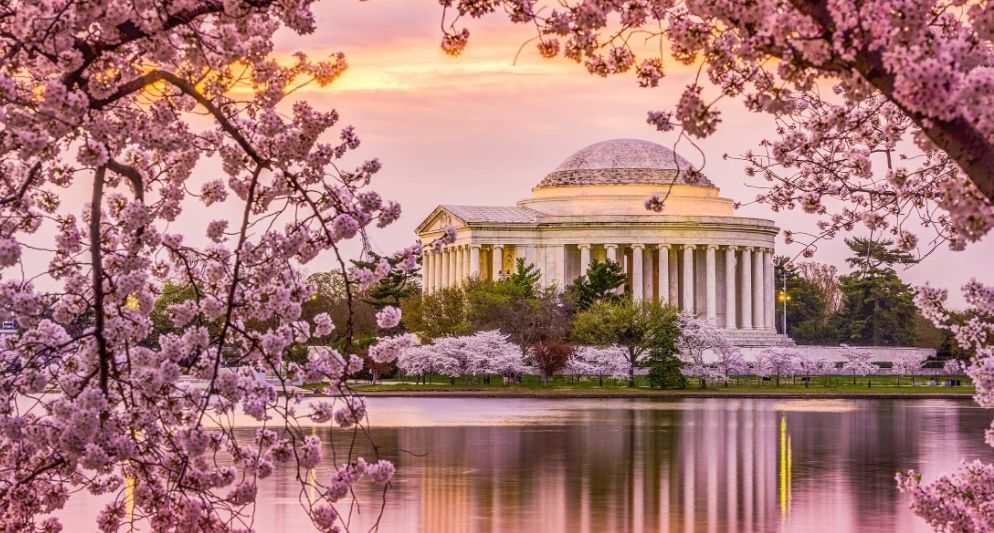 Lịch nở hoa anh đào nước Mỹ năm 2026 dự kiến mới nhất