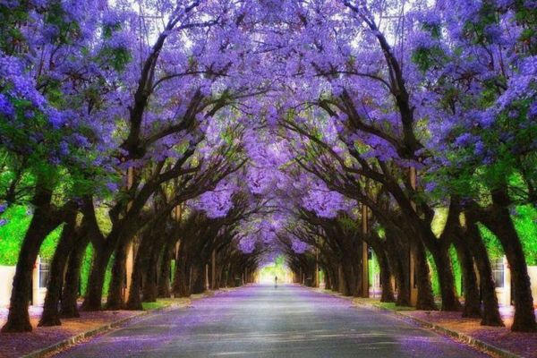 Hàng cây Tipuana ở Brazil