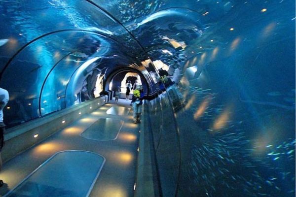 Thủy cung Shedd ở Chicago