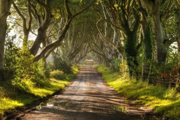 Hàng Sồi Dark Hedges ở Ireland