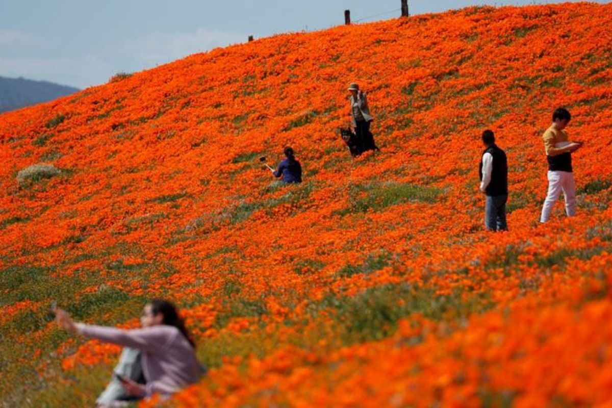 canh dong hoa Poppy California