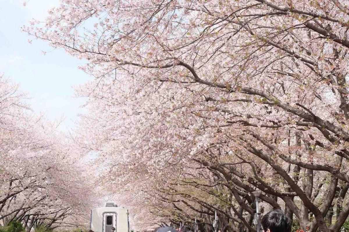 Lễ hội hoa anh đào Jinhae