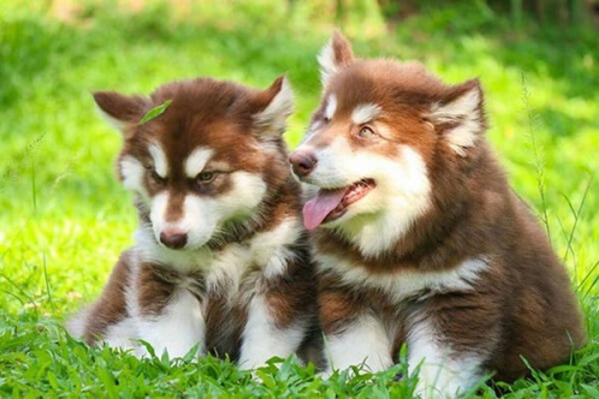 Nuôi và đặt tên cho thú cưng tùy thích ở Mỹ