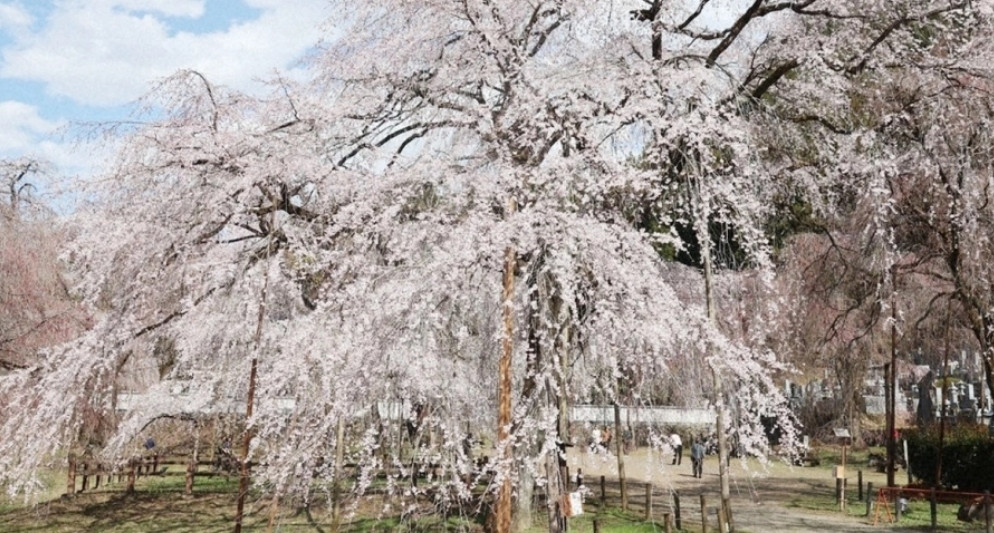 Cây anh đào hơn 600 tuổi trổ hoa ở Nhật Bản