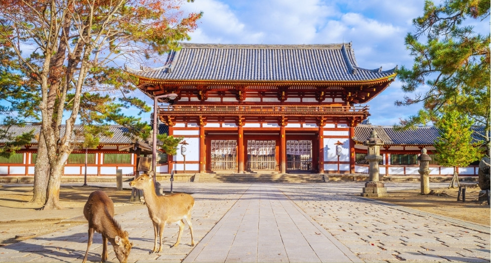 Kinh nghiệm du lịch Nara từ A - Z mới nhất