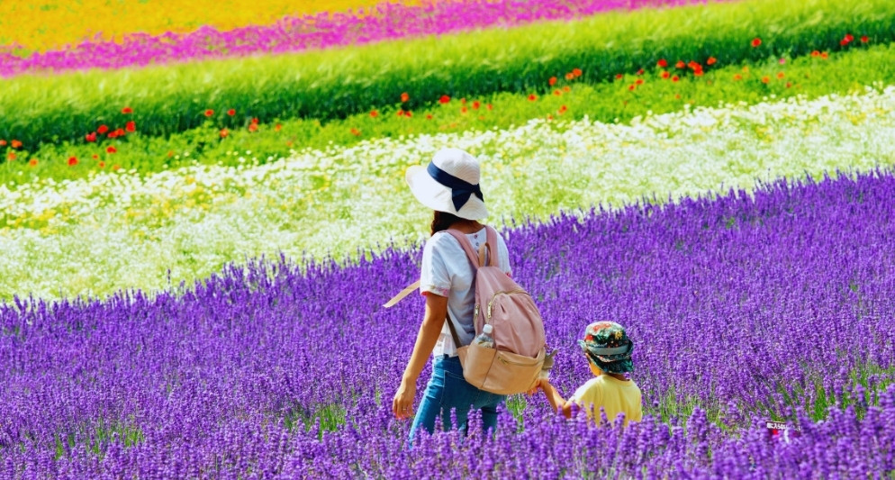 Kinh nghiệm du lịch Furano 2025: Khám phá thiên đường hoa oải hương và mùa đông tuyết trắng của Hokkaido