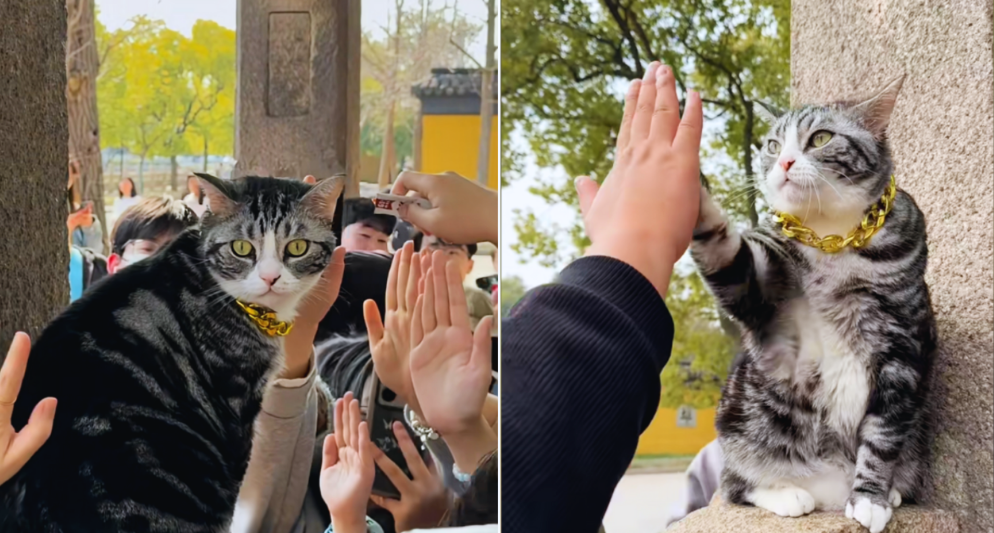 Mong chờ đập tay với 'Mèo thần may mắn' ở Tô Châu