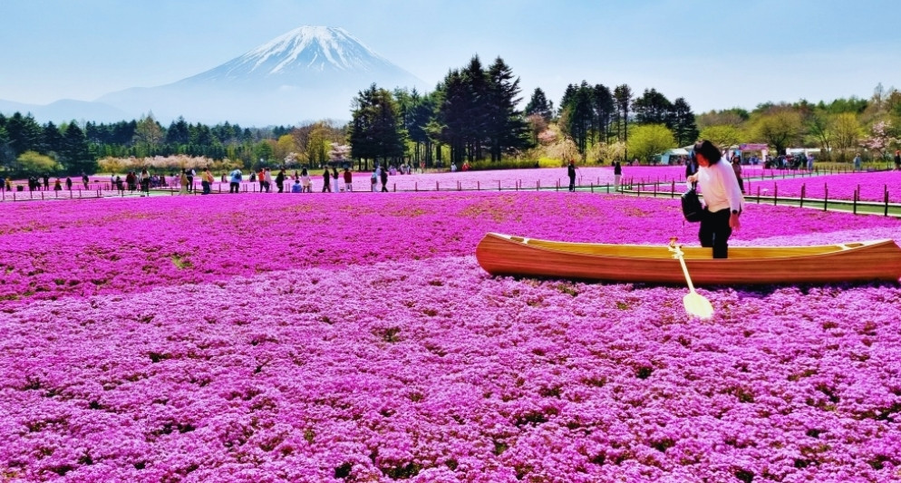 Lễ hội hoa Chi Anh – Mãn nhãn vẻ đẹp thiên nhiên dưới chân núi Phú Sĩ