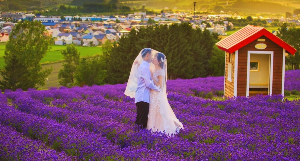 Du lịch Hokkaido ngắm mùa hoa oải hương mộng mơ ngày hạ