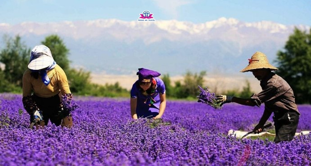 Hoa Đẹp Mùa Hè Trung Quốc – Hành Trình Săn Ảnh Giữa Những Cánh Đồng Sắc Màu