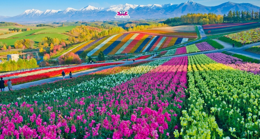 tour Nhật mùa hè