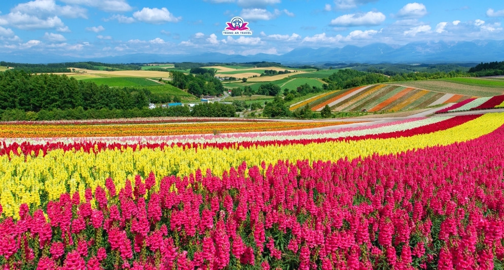 Tour Hokkaido mùa hè – Hành trình mát mẻ giữa đồng hoa, nông trại và thiên nhiên hoang sơ