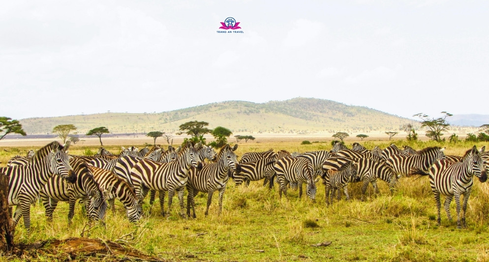 Chuẩn bị gì với chuyến đi ngắm thú châu Phi di cư? – Cẩm nang Safari dành cho người mới