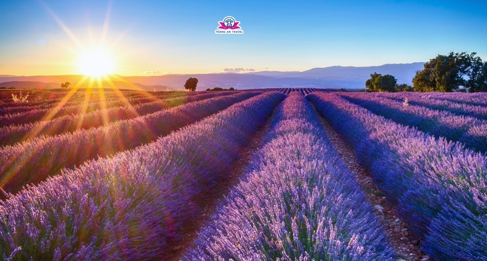 Đi du lịch châu Âu mùa hè ngắm hoa gì đẹp? Hành trình sắc màu cho tâm hồn yêu thiên nhiên