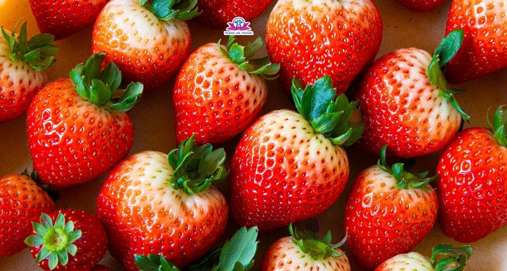 Trải nghiệm du lịch hái trái cây ở núi Phú Sĩ, Nhật Bản – Vị ngọt của thiên nhiên và văn hóa