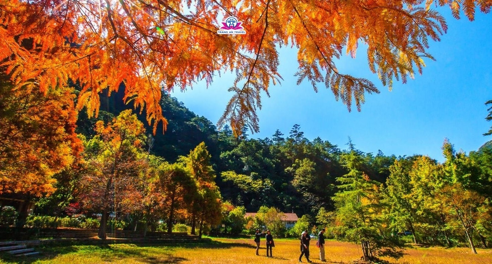 Kinh nghiệm du lịch Đài Loan mùa lá vàng lá đỏ 2025