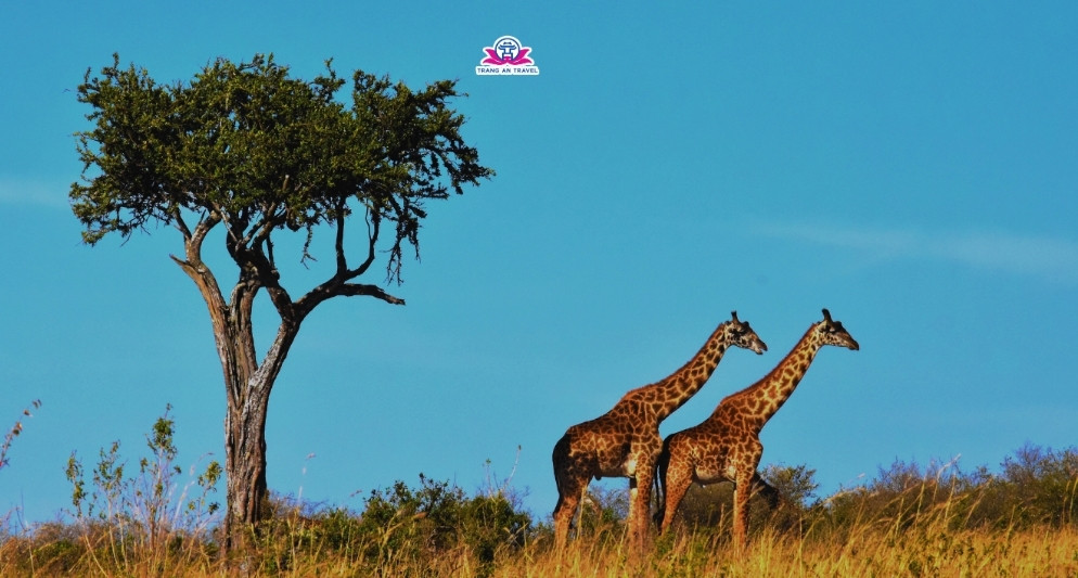 Nam Phi có mùa thú hoang dã di cư không? Vẻ đẹp khác biệt của safari Nam Phi