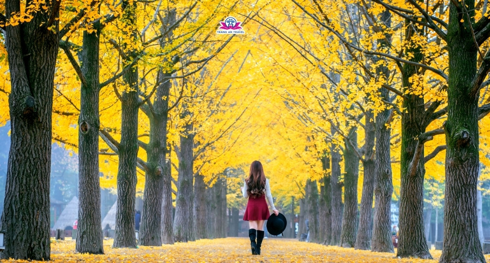 tour Hàn Quốc mùa thu