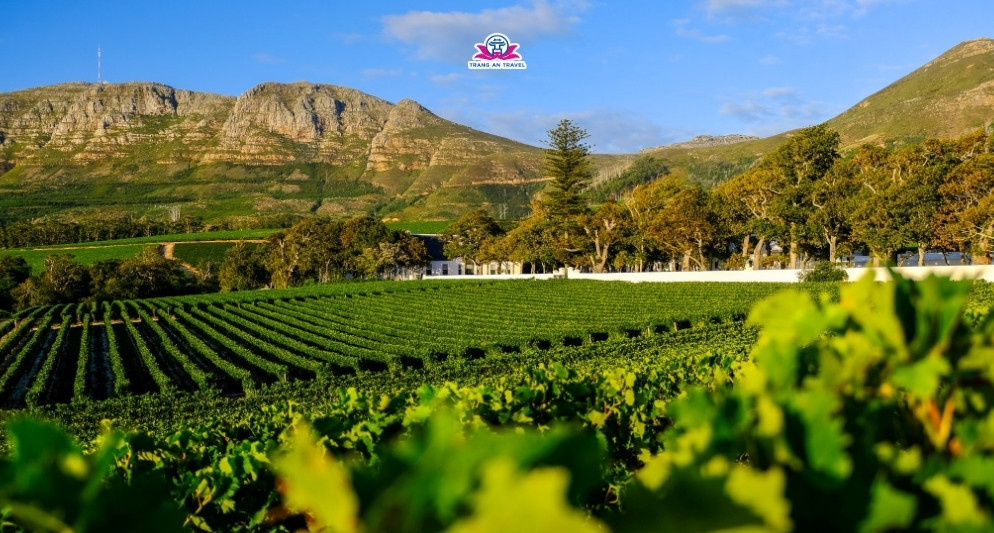 Thăm những vườn nho đẹp nhất Nam Phi
