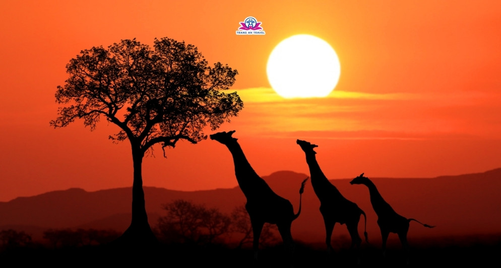 Tour Nam Phi tháng 11 có gì đáng trải nghiệm?