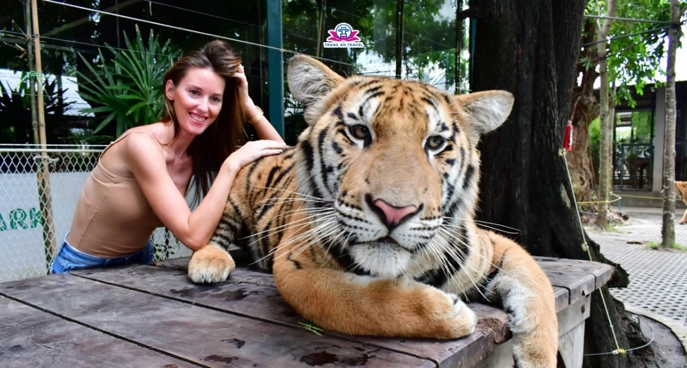 Tham quan Tiger Park Pattaya có gì vui?