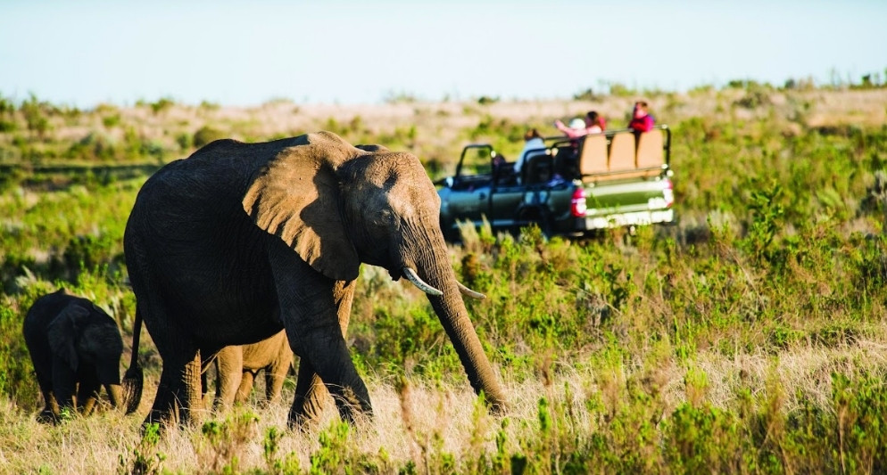Điều cuốn hút du khách trong Game Lodge, Nam Phi