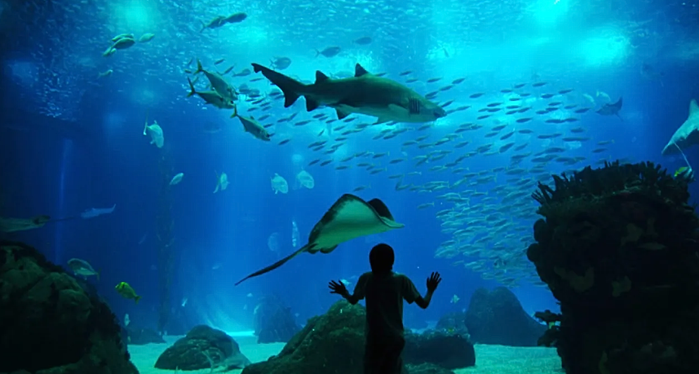 Thuỷ cung Oceanário de Lisboa