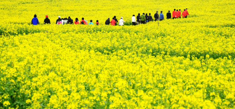 Du lịch đảo Jeju Hàn Quốc – đắm mình trong sắc vàng rực của hoa cải dầu 